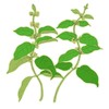 Gymnema Additive-Free 100% Powder 3.5 oz (100 g)