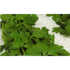 500+ Parsley Seeds- Gigante di Napoli- Flat Italian
