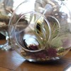 WGV Planter Terrarium, Width 8" Height 8", Clear Round Glass