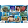 Caribbean Coral Identification Guide Waterproof Card