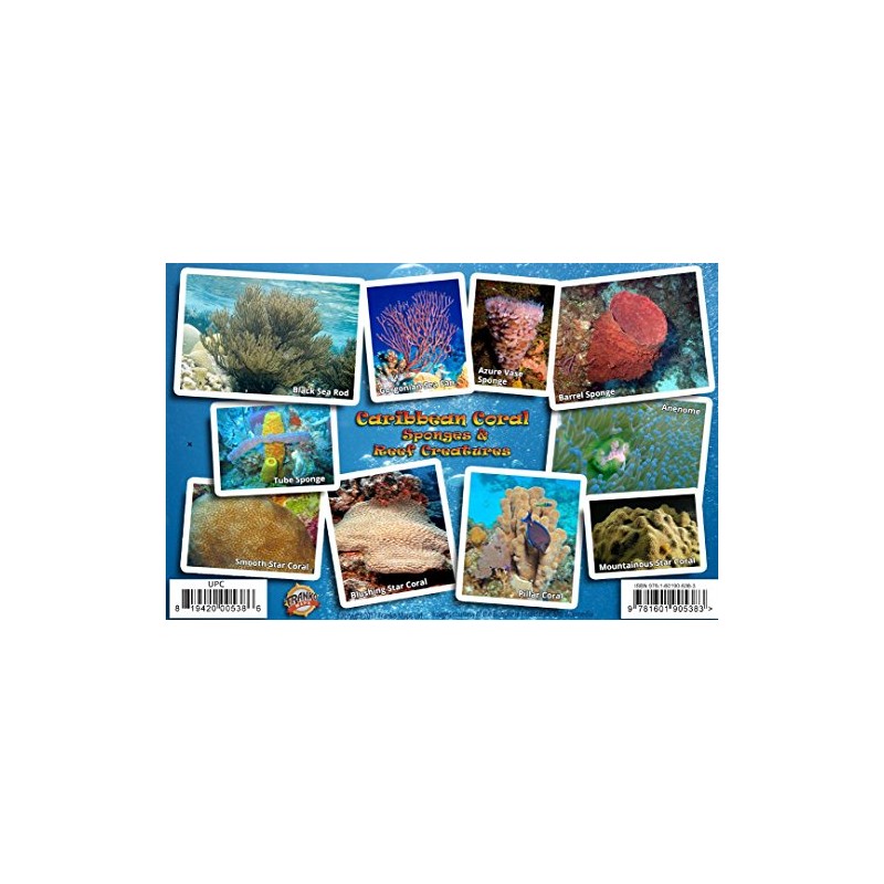 Caribbean Coral Identification Guide Waterproof Card