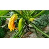 ATLAS Zucchini -Green Eden