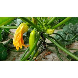 ATLAS Zucchini -Green Eden