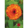 Johnsons 10077 Flower Seeds, Calendula Neon, Orange