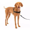 PetSafe Easy Walk Harness | No-Pull Leash Training Dog Harness