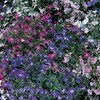Lobelia Riviera - Mixed Nice Garden Flower by Seed Kingdom (200 Seeds)