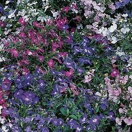 Lobelia Riviera - Mixed Nice Garden Flower by Seed Kingdom (200 Seeds)