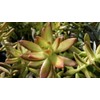 Coppertone Sedum, Live Succulent Plant, 3.5' Pot.