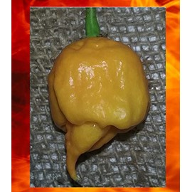 10 Seeds Yellow Carolina Reaper Hottest Pepper on Earth Guinness World Record!