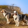 rabbitgoo Tactical Dog Harness for Large Dogs, No Pull Military
