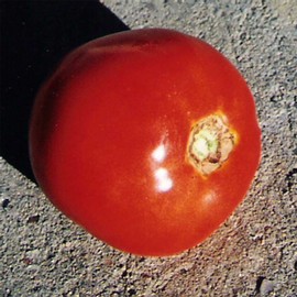 Tomato Garden Seeds - Thessaloniki - 0.25 Oz - Non-GMO, Heirloom, Vegetable Gardening Seed