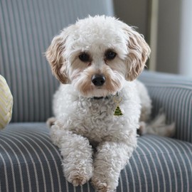 Madison Tyler Cute Christmas Tree Dog Tag | Puppy Necklace Pendant for Jewelry Charms | Dog Collar Charms | Glitter Happy Pawlidays | Holiday Christmas Tag Dog Charms