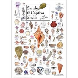 Earth Sky + Water - Sanibel & Captiva Shells & Beach Life - Poster