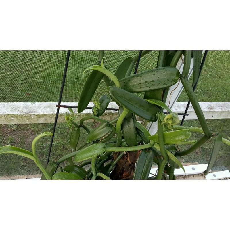 Orchids Vanilla Bean Orchid, 12 Inches Fresh Cutting from My