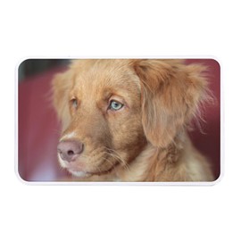 Fabulous Metallbox Welpe Retriever der neuen Schottland Baby Hund niedlich – 11 x 18,5 x 5,5 cm – Aufbewahrungsbox, Schlüssel, Werkzeug, Brotdose, Zucker, Kekse