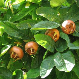 MySeeds.Co Brand - Mespilus germanica (Medlar) Tree Seed by MySeeds.Co, You Choose The Quantity (1/2 oz (140 Seed))