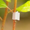 JCBIZ 100pcs Clear Horticulture Grafting Clamps 2mm Plastic Plant Grafting
