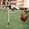 Extra Large Chicken Perch Toys, Wooden Chick Perch Stand with