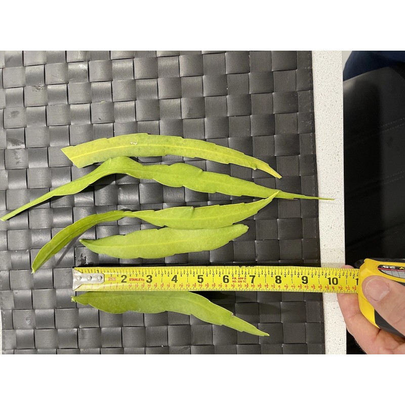 Cactus 11 Cutting 16.00 $ Epiphyllum Orchid Cactus: Night-Blooming Cereus