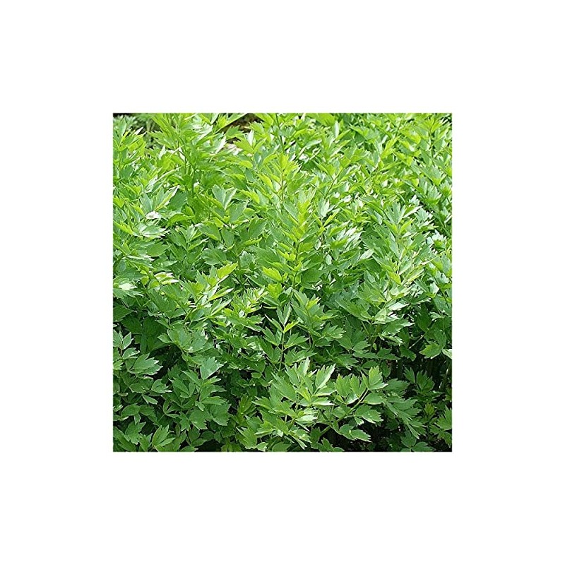 Everwilde Farms - 1/4 Lb Lovage Herb Seeds - Gold
