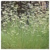 Everwilde Farms - 1 Lb Blue Grama Native Grass Seeds