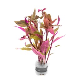 SubstrateSource Live Aquarium Red Stem Plants - Freshwater Aquatic Plant for Fish Tanks, Aquascaping - (Alternanthera Reineckii Rosaefolia Mini, 1 Bunch)
