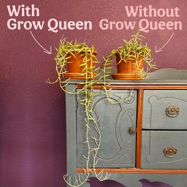 Grow Queen All-In-One Organic Succulent Fertilizer, Cactus Fertilizer, Succulent Plant Food, Bonsai & Cactus Food, 1lb bag = 25 Single Servings, Fast & Slow Release feeds up to 100 plants for 8 months