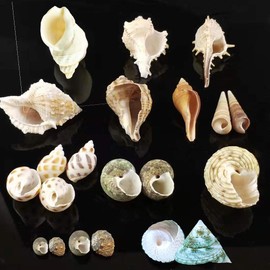 Luckybaby Shell Hermit Crab Shells Medium Small Mini Turbo Seashell Natural Sea Conch 1/4-1 1/2 Inch 15+ pcs