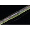 Jackall Flick Shake 6.8" Monster Bug