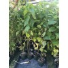 live plant 2-3 year old White Mulberry (Morus alba) plant,