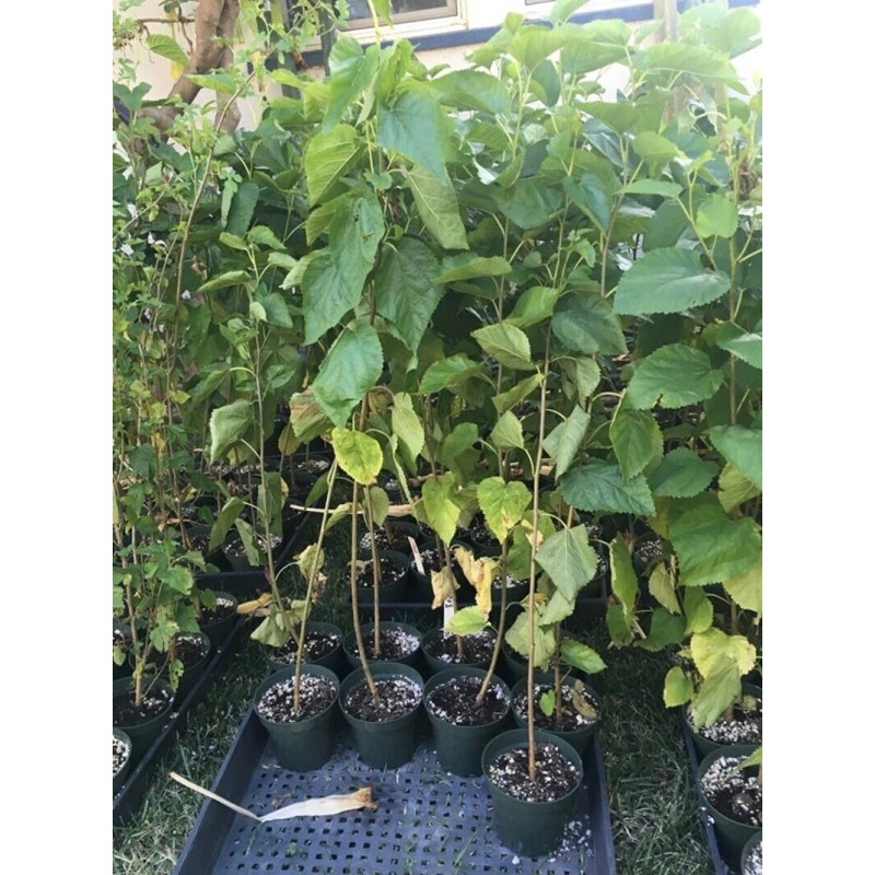live plant 2-3 year old White Mulberry (Morus alba) plant,