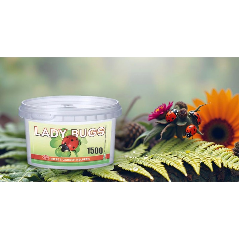 1500 Live Ladybugs - Hippodamia Convergens - Guaranteed Live Deliver