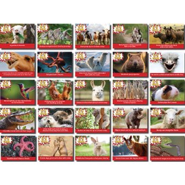 Oospecka Animal Facts lunchbox note cards 2.5 x 3.5 set of 50 2x3.5 inches