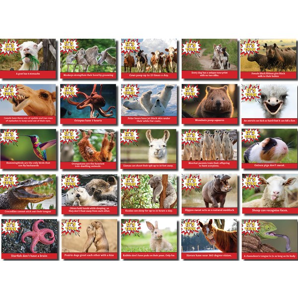 Oospecka Animal Facts lunchbox note cards 2.5 x 3.5 set