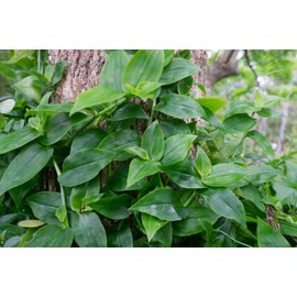 10 Tradescantia Cuttings - Green Wandering Jew, no Root, 4-7 inch Long, BSBD