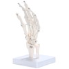 picoLab Hand Skeleton Model Hand Bone Model Hand Joint Left