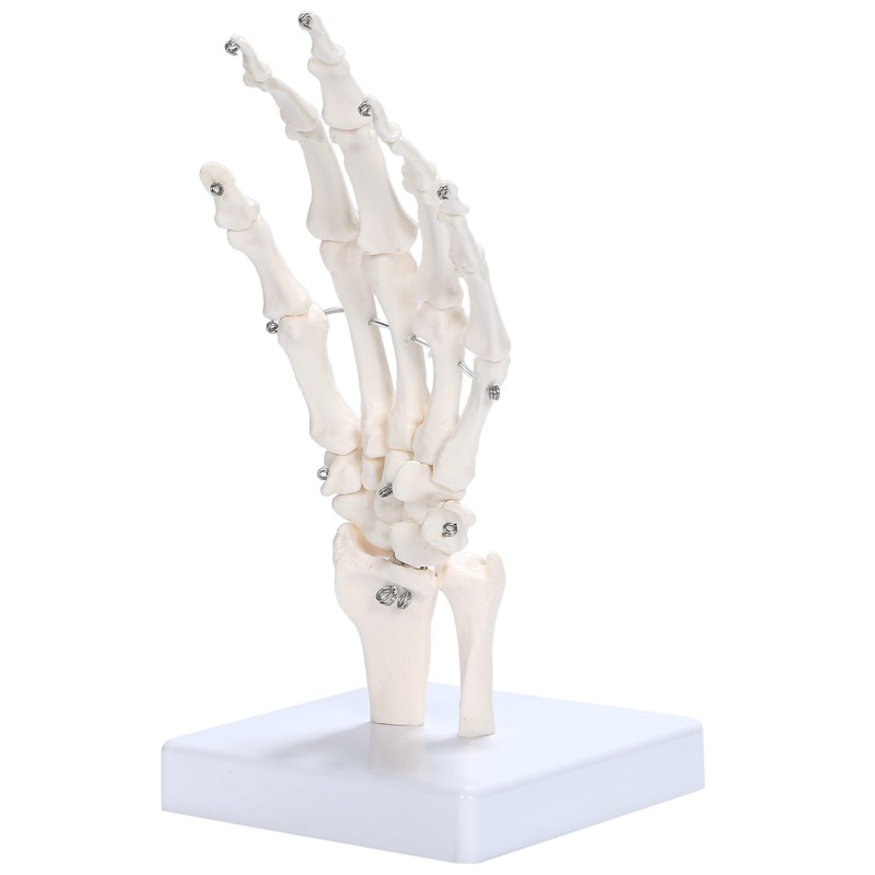 picoLab Hand Skeleton Model Hand Bone Model Hand Joint Left