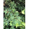 Organic Jamaican Dog Blood Bush Fertility Tea