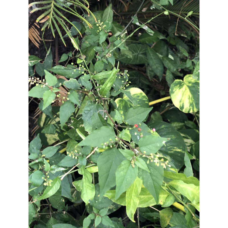 Organic Jamaican Dog Blood Bush Fertility Tea