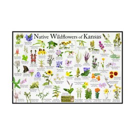 Where's Wildlife Native Wildflowers of Kansas Poster - Flower Chart (24" x 36")