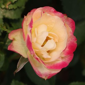 Heirloom Roses Enchanted Meadow™ Rose Bush - One Gallon Live Shrub Rose Plant for Outdoor Gardening and Gardens