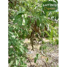 Tamarind Seeds for Planting Grow Organic Florida Product of USA 2022 New Seeds (15)