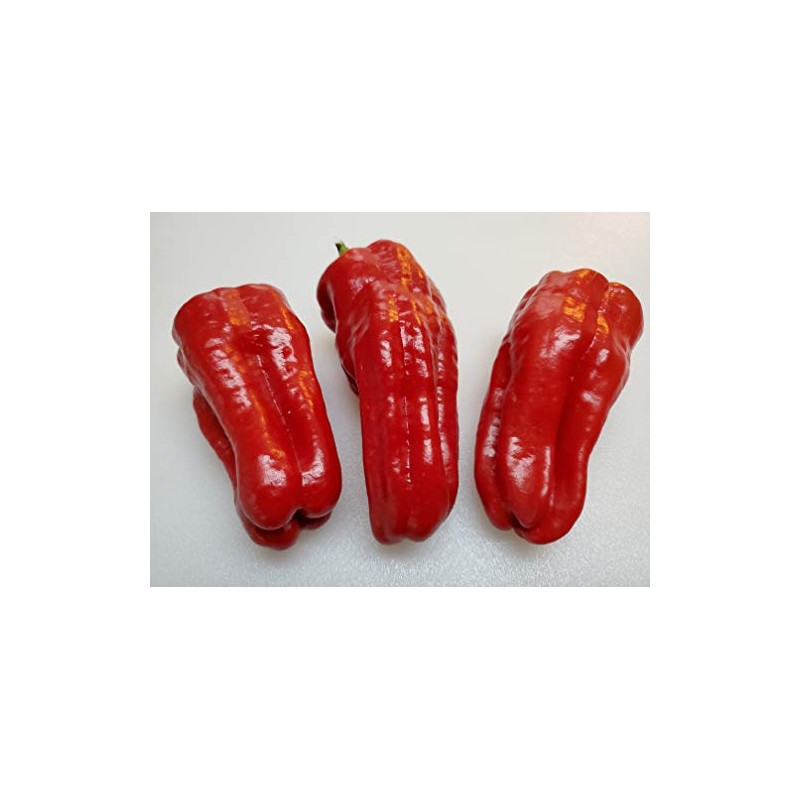 Urfa Biber-Isot Pepper 10+ Seeds