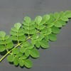 Moringa Seeds with Easy to Understand Cultivation Method, Planting Planter,