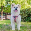 PAWCHIE Dog Harness and Leash Set - No Pull Soft