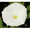 25 White Moonflower Flower Seeds Ipomoea alba Morning Glory