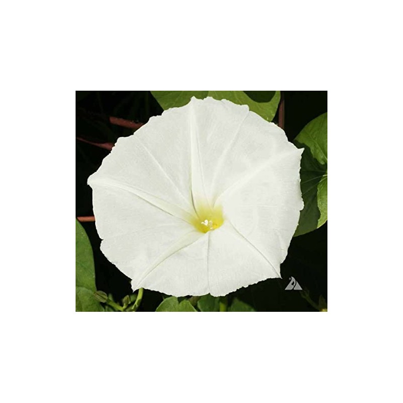 25 White Moonflower Flower Seeds Ipomoea alba Morning Glory