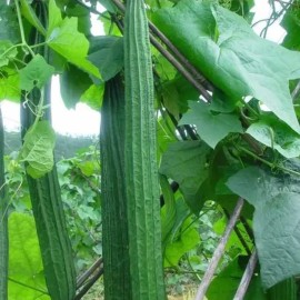 NYgardenia 20pcs Ridged Sponge Gourd Seeds – Heirloom Angled Luffa Gourd Vegetable Seeds