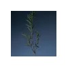 아로마티카 [공식]아로마티카 티트리 퓨리파잉 샴푸 400ml 더블기획 [Aromatica] Tea Tree