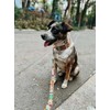 Dakini Correa Artesanal para Perro con Acabados de Lujo. Extra